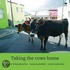 Taking The Cows Home