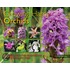 Growing Hardy Orchids