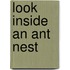 Look Inside an Ant Nest