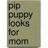 Pip Puppy Looks for Mom
