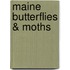 Maine Butterflies & Moths