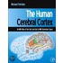 The Human Cerebral Cortex
