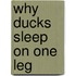 Why Ducks Sleep On One Leg