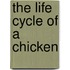 The Life Cycle of a Chicken