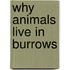 Why Animals Live in Burrows