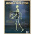 Build Your Own Human Skeleton