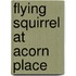 Flying Squirrel at Acorn Place