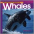 Welcome to the World of Whales