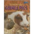 The Wild Side of Pet Guinea Pigs