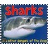 Sharks And Other Dangers of the Deep