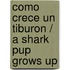 Como crece un tiburon / A Shark Pup Grows Up