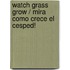 Watch Grass Grow / Mira Como Crece El Cesped!