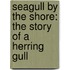 Seagull By The Shore: The Story Of A Herring Gull