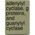 Adenylyl Cyclase, G Proteins, And Guanylyl Cyclase