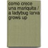 Como crece una mariquita / A Ladybug Larva Grows Up