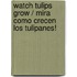 Watch Tulips Grow / Mira Como Crecen Los Tulipanes!