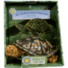 Box Turtle at Silver Pond Lane [With Stuffed Turtle] door Susan Korman