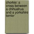Chorkie: A Cross Between A Chihuahua And A Yorkshire Terrier