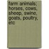 Farm Animals; Horses, Cows, Sheep, Swine, Goats, Poultry, Etc