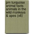 Pm Turquoise Animal Facts Animals In The Wild Monkeys & Apes (X6)
