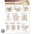 Lippincott Williams & Wilkins Atlas Of Anatomy Skeletal System Chart