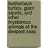 Leatherback Turtles, Giant Squids, And Other Mysterious Animals Of The Deepest Seas