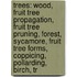 Trees: Wood, Fruit Tree Propagation, Fruit Tree Pruning, Forest, Sycamore, Fruit Tree Forms, Coppicing, Pollarding, Birch, Tr