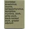Ciconiidae: Anastomus, Ciconia, Ephippiorhynchus, Leptoptilos, Mycteria, Stork, White Stork, Black-Necked Stork, Greater Adjutant door Source Wikipedia