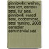 Pinnipeds: Walrus, Sea Lion, Earless Seal, Fur Seal, Pinniped, Eared Seal, Odobenidae, Seal Hunting, 2008 Canadian Commercial Sea