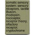Somatic Sensory System: Sensory Receptors, Tactile Illusion, Rhodopsin, Nociceptor, Receptor Theory, Olfactory Receptor, Cryptochrome