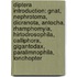 Diptera Introduction: Gnat, Nephrotoma, Dicranota, Antocha, Rhamphomyia, Hirtodrosophila, Calliphora, Gigantodax, Paralimnophila, Lonchopter