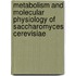 Metabolism And Molecular Physiology Of Saccharomyces Cerevisiae