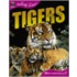 Animal Lives: Tigers