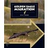 Golden Eagle Migration