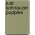 Just Schnauzer Puppies