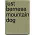 Just Bernese Mountain Dog