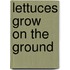 Lettuces Grow on the Ground