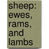 Sheep: Ewes, Rams, And Lambs