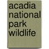 Acadia National Park Wildlife