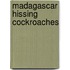 Madagascar Hissing Cockroaches