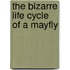 The Bizarre Life Cycle of a Mayfly