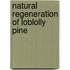 Natural Regeneration of Loblolly Pine
