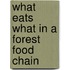 What Eats What In A Forest Food Chain