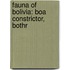 Fauna of Bolivia: Boa Constrictor, Bothr