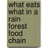 What Eats What In A Rain Forest Food Chain