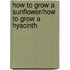 How to Grow a Sunflower/How to Grow a Hyacinth