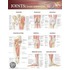 Joints Of The Lower Extremities Anatomical Chart