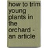How To Trim Young Plants In The Orchard - An Article
