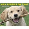 Why Puppies Do That: A 12-Month Collection of Curious Puppy Quirks by Willowcreek Press