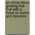 An Article About Growing Tree Fruit With A Focus On Plums And Damsons